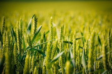 Organic green wheat close-up detail