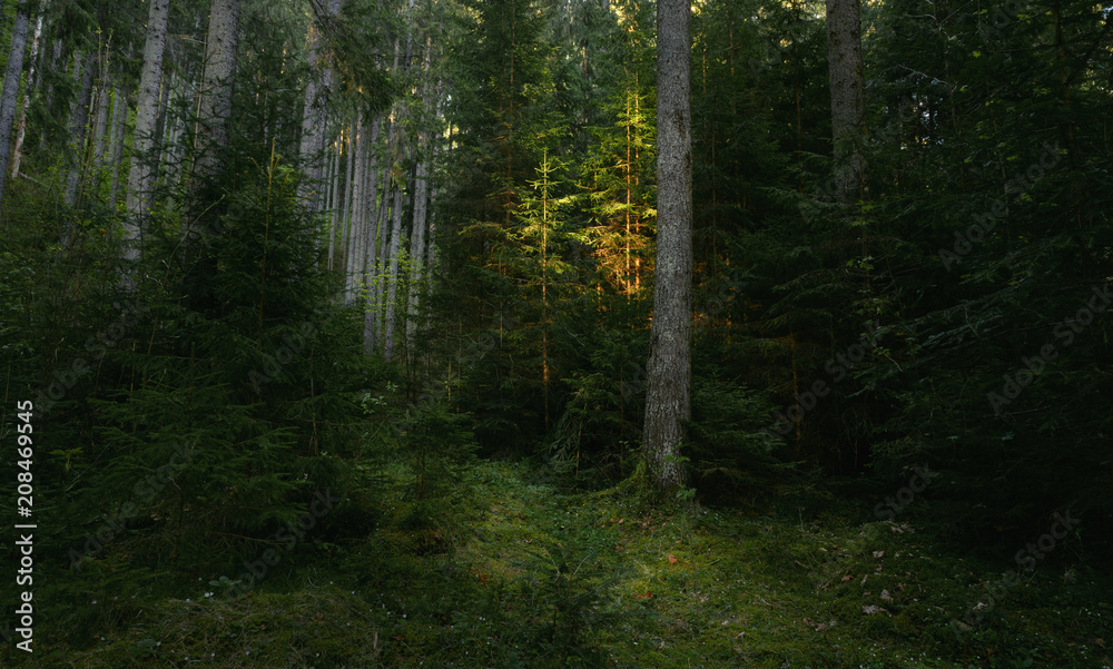 Poster trail in dark pine tree forest. sunset light shines on one tree. magical atmosphere in the wildernes