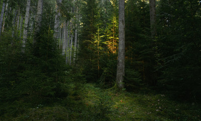 Fototapeta premium Trail in dark pine tree forest. Sunset light shines on one tree. Magical atmosphere in the wilderness