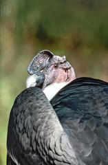 Fototapeta premium Andean Condor