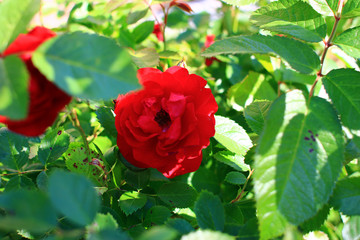 Climbing red rose. Blooming rose bush.