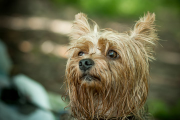 Cute Yorkshire Terrier on a walk