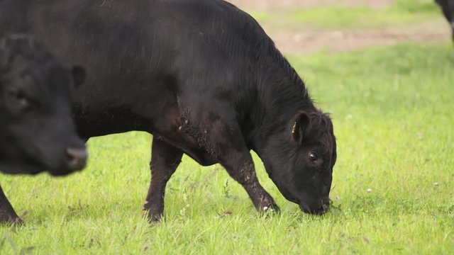 Big black bulls with dirty legs and faces grazing on meadow and looking tasty grass for food in slow motion