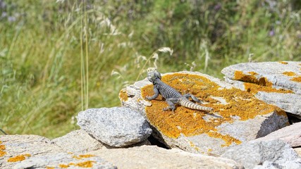 Variegated lizard basking in the sun on an archaeological site