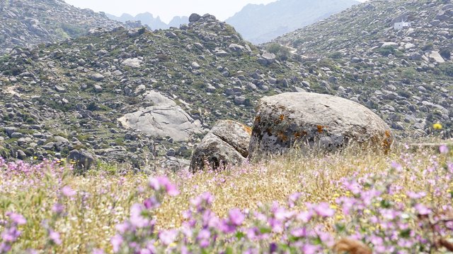 Wild Nature landscape with the giant round boulders in the blossoming valley near the village of Volax in the spring. Tinos island, the Cyclades, Greece