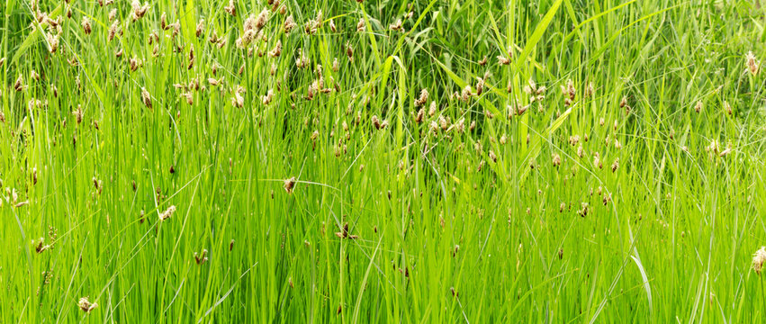 Wild green grass, panoramic banner