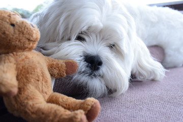 Furry White Dog Dozing on a Brown Couch