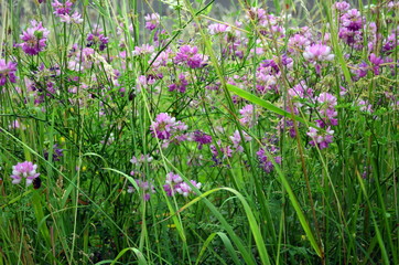Frühlingswiese mit lila Wicken