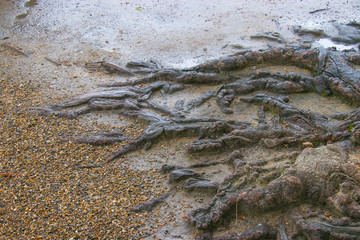 木の根っこ部分