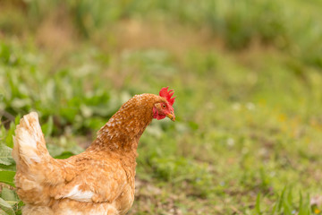 free range chichen in a meadow spring time