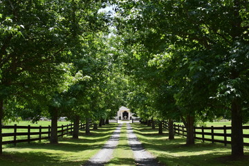 Beautiful Green Tree Glade