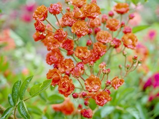 red and yellow flowers