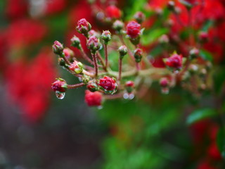 red berries on a bush