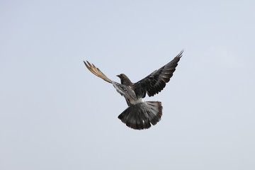 Bird in flight