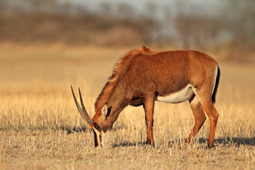 Female sable antelope (Hippotragus niger) grazing, South Africa.
