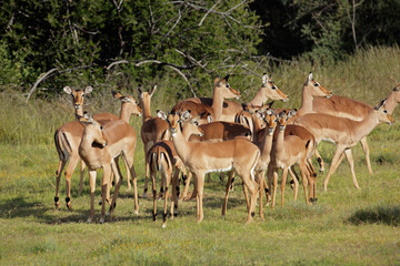 Fototapeta premium A herd of impala antelopes (Aepyceros melampus), South Africa.