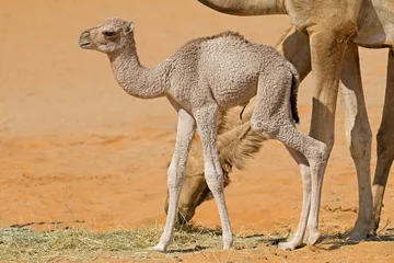 Papier Peint photo Chameau Un veau chameau nouveau-né avec sa mère, péninsule arabique.