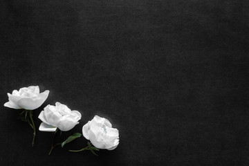 Fresh white roses on the black, dark background. Condolence card. Empty place for emotional, sentimental text or quote.
