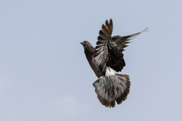 Bird in flight