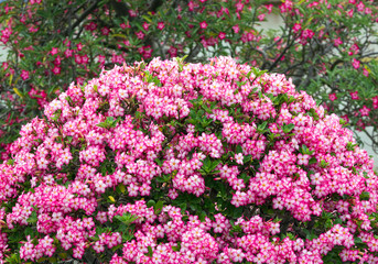 Desert rose flowers blooming in the garden.