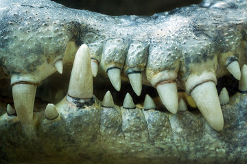 The teeth of the crocodile.
