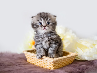 Little beautiful lop-eared kitten sitting in a straw basket and posing at the camera