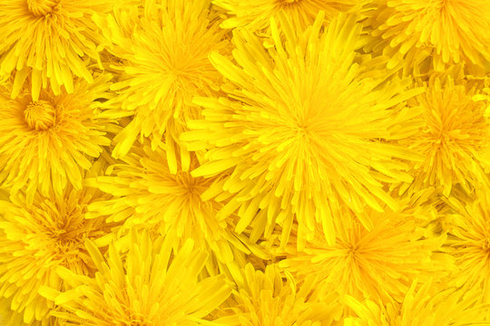 yellow dandelions close-up, background, texture