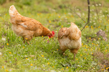 free range chichen in a meadow spring time