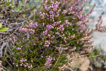 Erica Carnea on the peaks near Lac Blanc in Auvergne-Rhône-Alpes in France