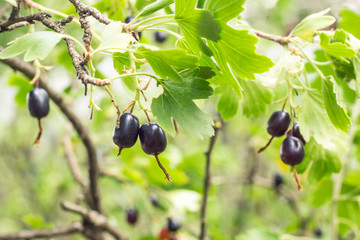 fresh black currant and leaves on branch in light summer garden