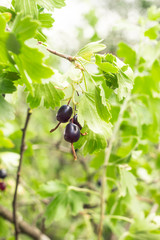 fresh black currant and leaves on branch in light summer garden