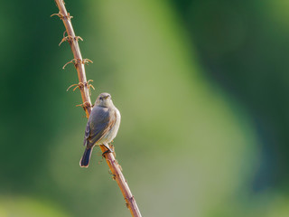 Southern Double-Collared Sunbird (Female)