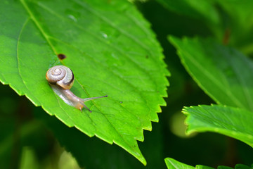 カタツムリ