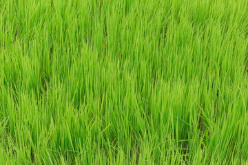 Green grass background in a vertical arrangement