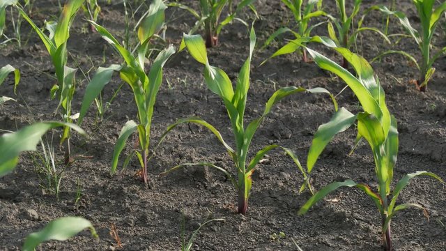 Agriculture, young green corn plants in field in spring
