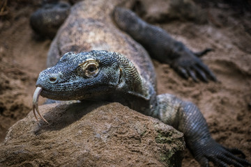 Komodo Dragon