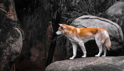Dingo Zoo