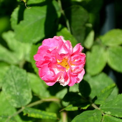 Roses. Nice flowers in the garden in midsummer, in a sunny day. Green landscape