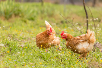 free range chichen in a meadow spring time