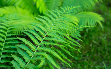 Green leaves of the fern. Natural background.