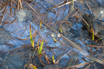 Swamp water in forest lake