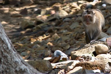 crab eating macaque monkey, con dao