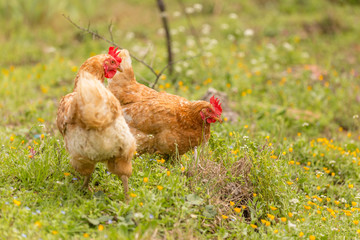 free range chichen in a meadow spring time