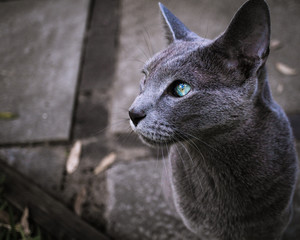 Russian Blue Cat