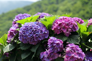 Closeup of purple hydrangea (Hydrangea macrophylla) in a garden.