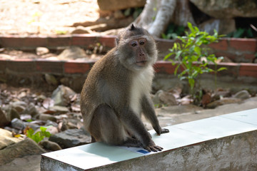 crab eating macaque monkey, con dao