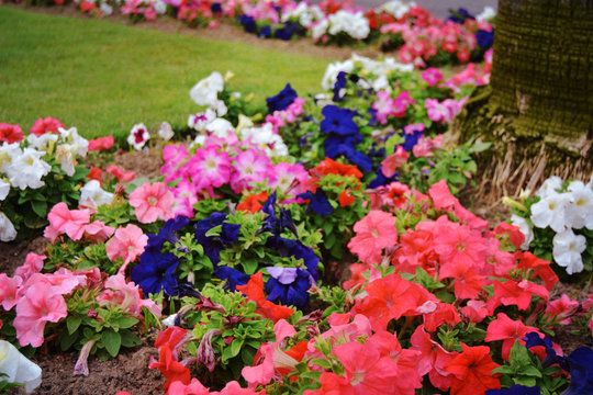 Campo de Flores