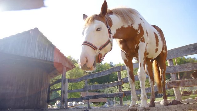 White and brown paint horse low angle 4K. Wide shot of big paint horse in focus under the blue sky and sun shining from the left side. Horse curious about the camera.