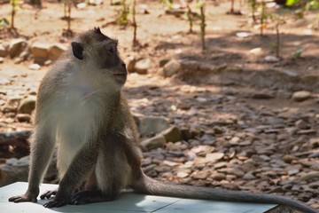 crab eating macaque monkey, con dao