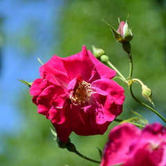 Nice flowers in the garden in midsummer, in a sunny day. Green landscape. Daffodils, Narcissus
